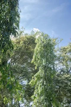 Large Lush Tree with Soft Cloudy Sky in Park Stock Photos