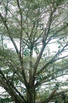 Large, lush tree with sprawling branches, providing ample shade and a sense.. Foto stock