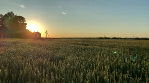 Large lush wheat field in beautiful golden evening light. Stock Footage 313143017