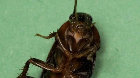 Large lying cockroach antennae cleaning, grooming. Macro, close up. Stock Footage 103484258