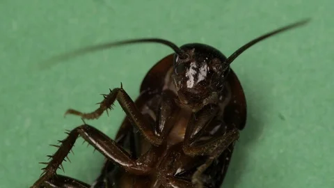 Large lying cockroach is dying on its back. Active moving its antennae and legs 스톡 동영상 103484316