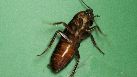 Large lying cockroach spinning on its back. Active moving its antennae and legs Vídeos de archivo 103485051