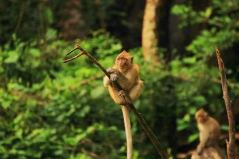 Large macaque on a dry tree branch Stock Photos
