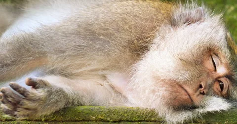 Monkey Sleep Stock Videos – Royalty-Free HD & 4K Videos | Pond5