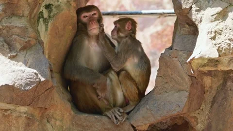 A large macaque rests on a rock while a smaller macaque carefully grooms its Vidéo 334092571