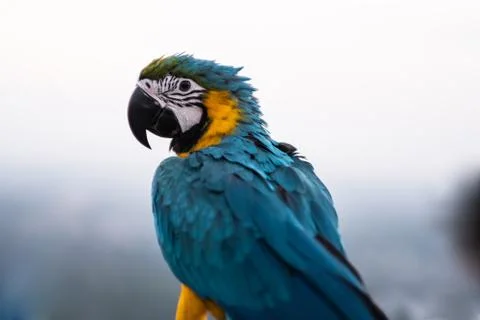 Large macaw in the evening Stock Photos