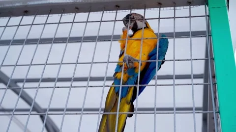 Large macaw parrot in a cage Stock Footage 196218575