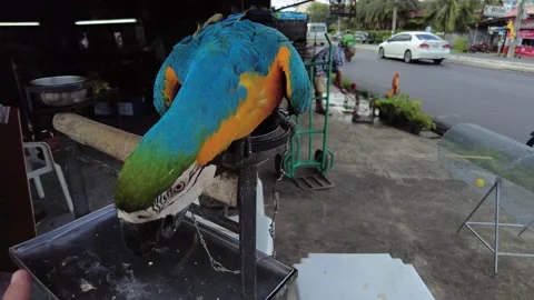 A large macaw parrot looks into the camera. A bright, beautiful tropical parrot Stock Footage 208024735