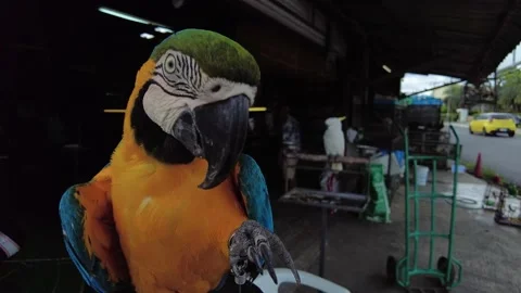 A large macaw parrot looks into the camera. A bright, beautiful tropical parrot Stock Footage 208025183