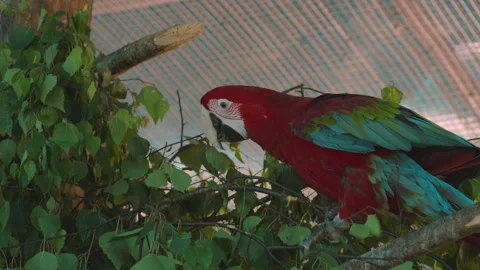 A large Macaw parrot sits on a branch and eats green foliage, and then turns Stock Footage 327214142