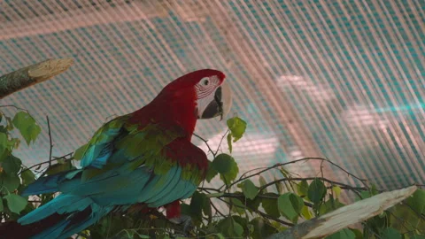 Large Macaw parrot sits on a branch and bites green foliage and small branches Stock Footage 327214254