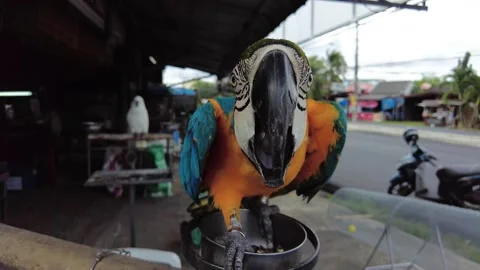 A large macaw parrot tries to touch the camera. Evil parrot pecks Stock Footage 208024790