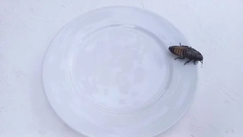 Large Madagascar cockroach is running around clean white plate standing on table 스톡 동영상 259382157