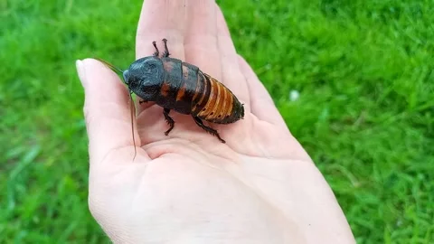 Large Madagascar hissing cockroach crawling on woman palm. Stock Footage 245363173