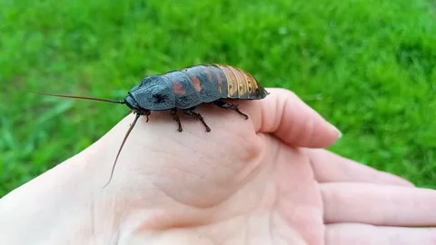 Large Madagascar hissing cockroach crawling on woman palm Stock Footage 245363180