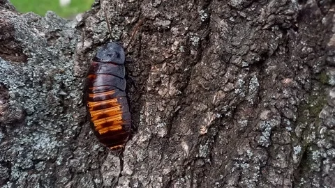 Large Madagascar hissing cockroach crawling on tree. Gromphadorhina portentosa 스톡 동영상 245363227