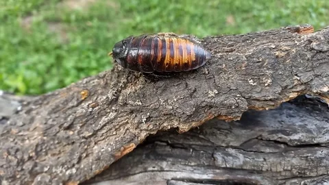 Large Madagascar hissing cockroach crawling on tree. Gromphadorhina portentosa Stock Footage 256144914