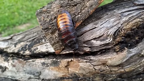 Large Madagascar hissing cockroach crawling on tree. Gromphadorhina portentosa Stock Footage 256145222