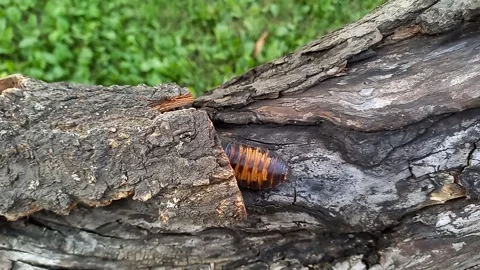 Large Madagascar hissing cockroach crawling on tree. Gromphadorhina portentosa Stock Footage 256145283