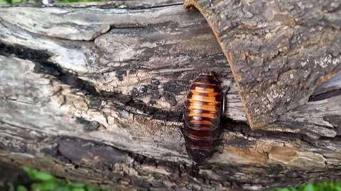 Large Madagascar hissing cockroach crawling on tree. Gromphadorhina portentosa Stock Footage 256145521
