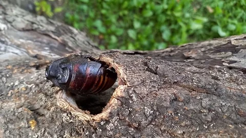 Large Madagascar hissing cockroach crawling on tree. Gromphadorhina portentosa Stock Footage 256145621