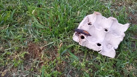 Large madagascar hissing cockroach siting outside on paper egg tray. Video stock 245363268