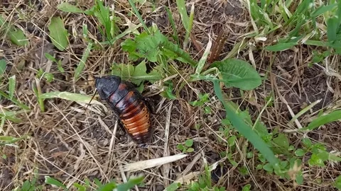 Large Madagascar hissing cockroach walking in grass, surveying environment. Stock Footage 245363320