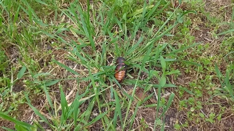 Large Madagascar hissing cockroach walking in grass, surveying environment. Video stock 245363321