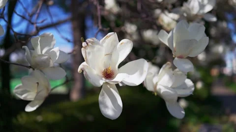 Large magnolia blossoms in bloom Stock Footage 330116148