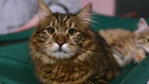 Large Maine Coon Cat Lying Down on Green Surface and Looking Directly at Ca.. Video stock 331565921