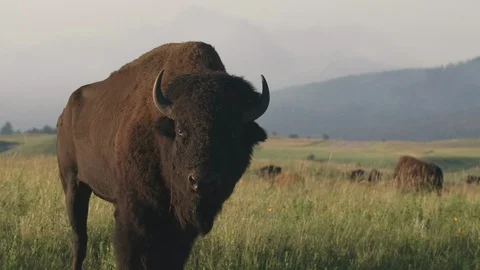 Large Majestic Plains Bison aka American Buffalo Bull in Great Plains Grassland Stock Footage