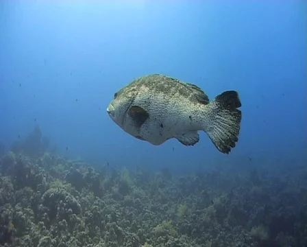 Large Malabar grouper - Underwater side view Stock Footage 580862
