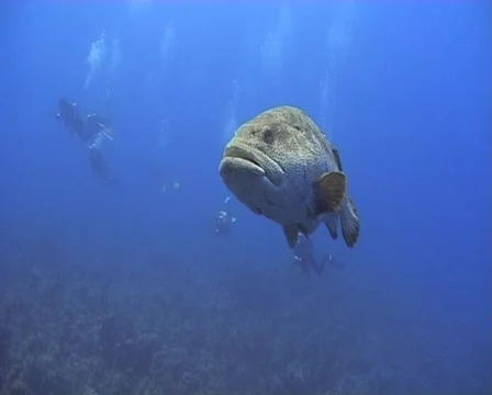 Large Malaber Grouper - Front wide view Stock Footage 577208