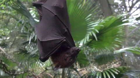 Large Malayan flying fox close-up in slow motion Stock Footage 66457376