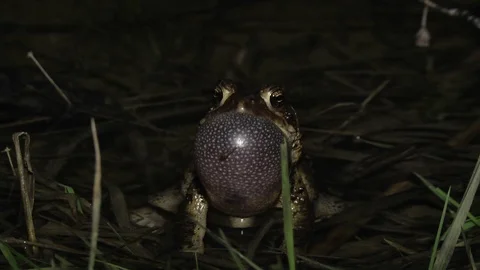Large male American Toad in water calling during mating season Stock Footage