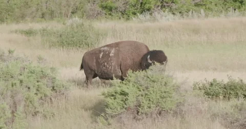 Large male bison emerges from behind a bush, tracking shot Stock Footage 332437892