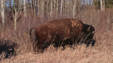 A large male bison walking through brown autumn grass from left to right. Stock Footage 221734624