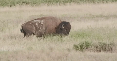 Large male bison walking through tall grass in the sunshine Stock Footage 332437695