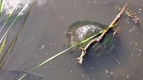 Large male Common Snapping Turtle, E North America Stock Footage 136319441