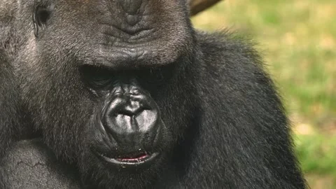 A large male gorilla head Stock Footage 284748907