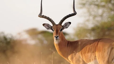 Large Male Impala Stock Footage 327096121