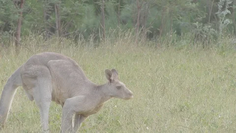 Large male kangaroo. Stock-Footage 96671677