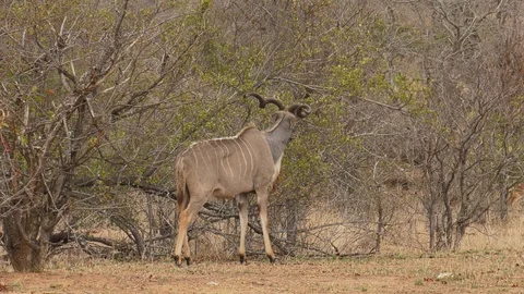 Large male Kudu browsing Stock-Footage 89058164