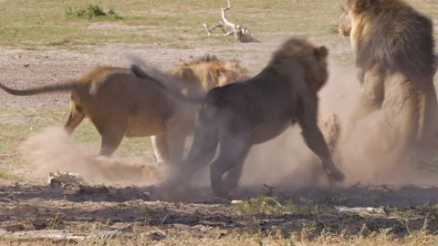 Large Male Lion Attacks 2 Other Seated Lions Stock Footage 277501138