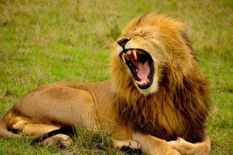 A large male lion is opening its mouth on the grassland. Stock Photos