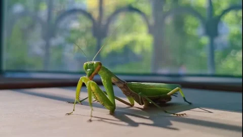 A large male praying mantis. Stock Footage 289415549