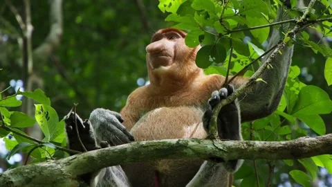 Large Male Proboscis Monkey Sitting On A Tree Branch In Borneo Video stock 336474175