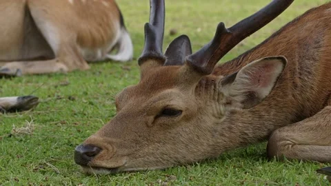 A large male side deer resting. Stock Footage 197088161
