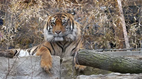 Fifth endangered Bengal tiger born in Cuban zoo