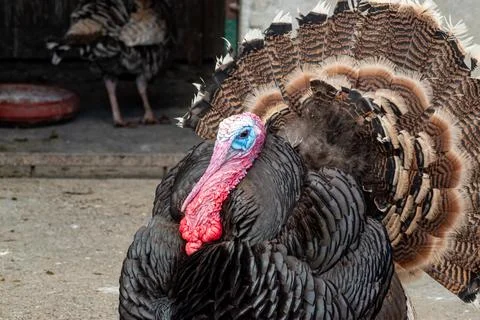 Large male turkey captured with dramatic feather spread and textured black .. Stock Photos